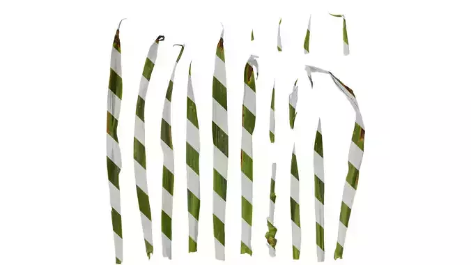 Anydrafts Iris confusa Leaf 02