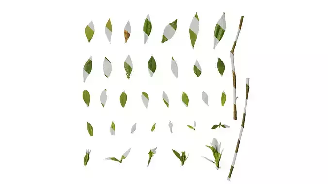 Anydrafts Gardenia jasminoides Leaf 01