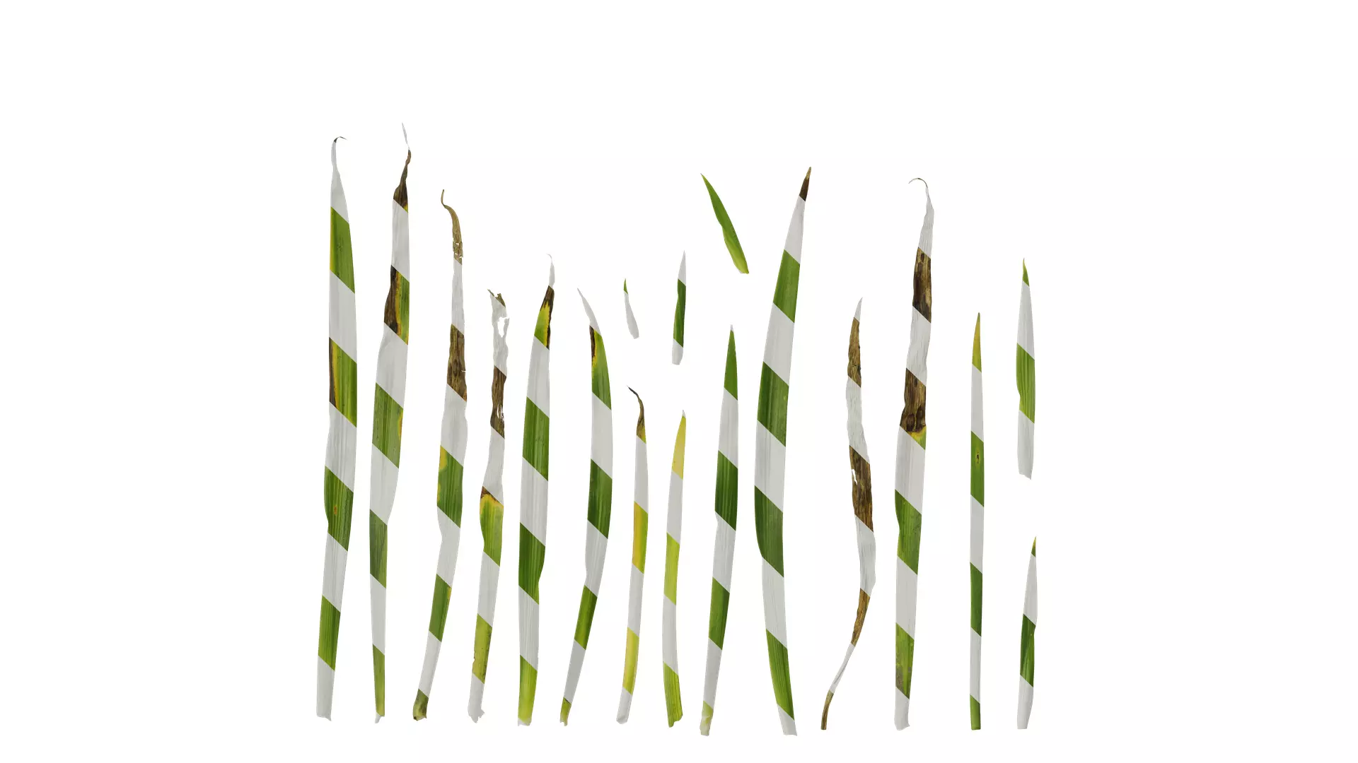 Anydrafts Iris confusa Leaf 03 Texture_0