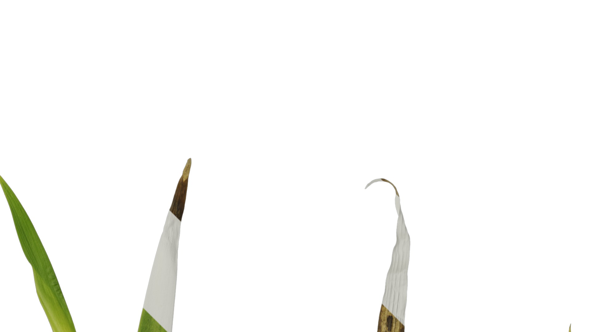 Anydrafts Iris confusa Leaf 03 Texture_2