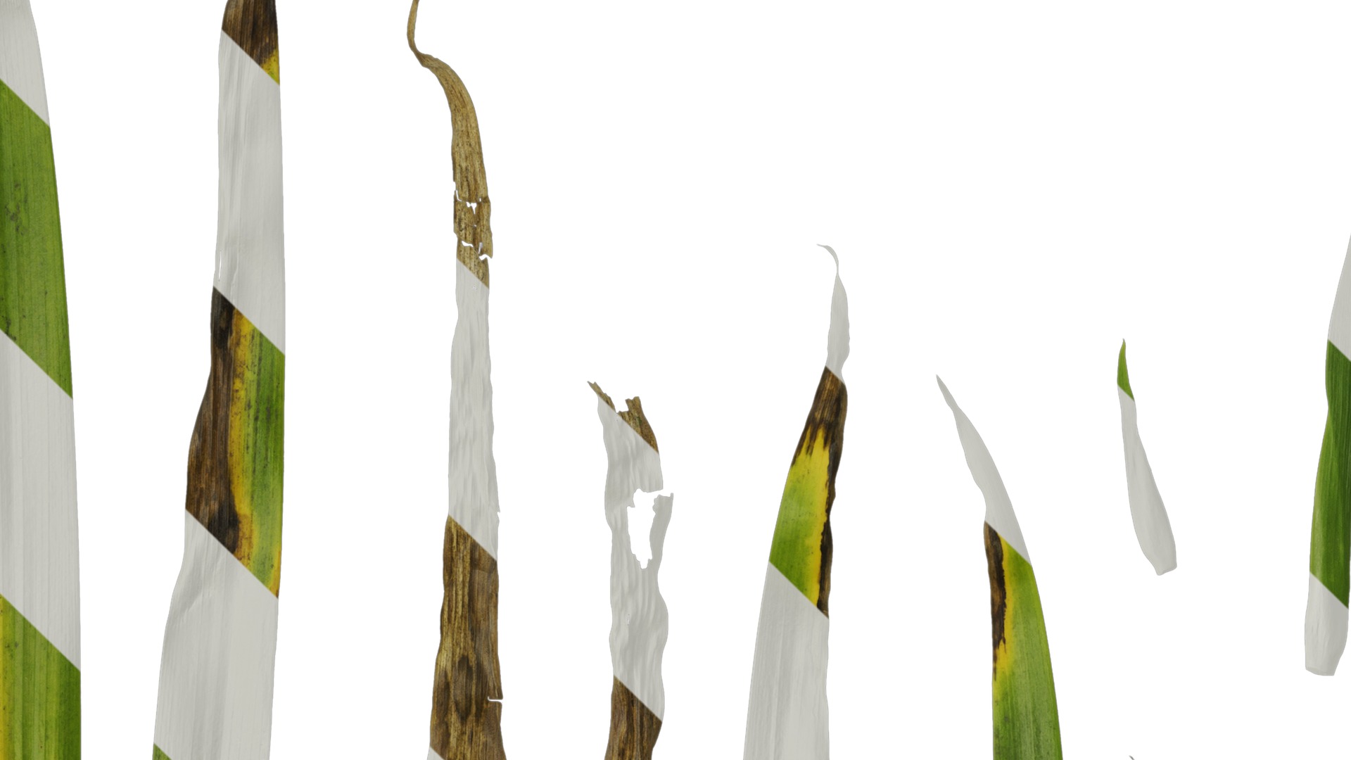 Anydrafts Iris confusa Leaf 03 Texture_3