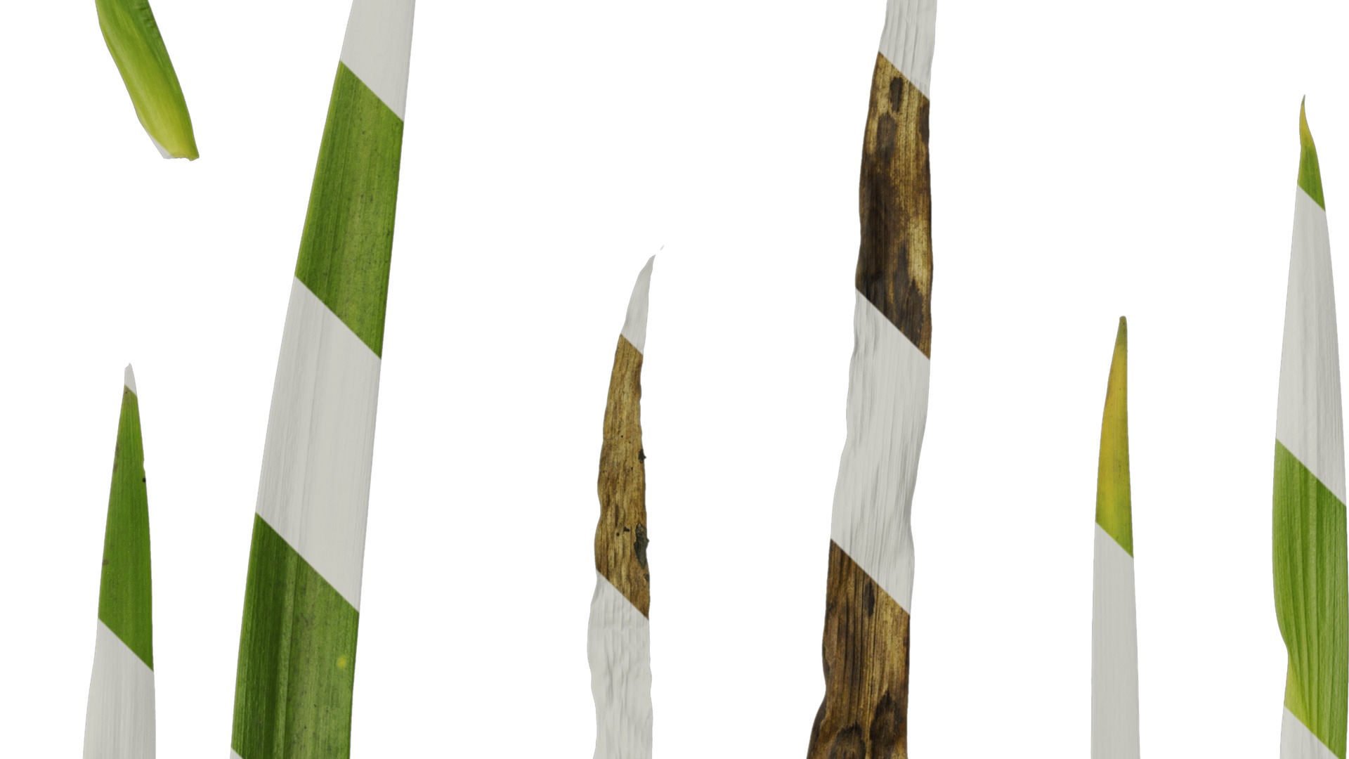 Anydrafts Iris confusa Leaf 03 Texture_4