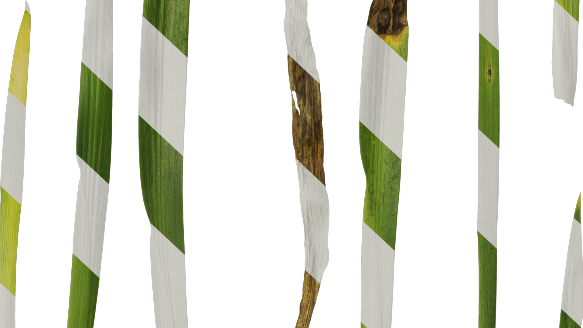 Anydrafts Iris confusa Leaf 03 Texture_6