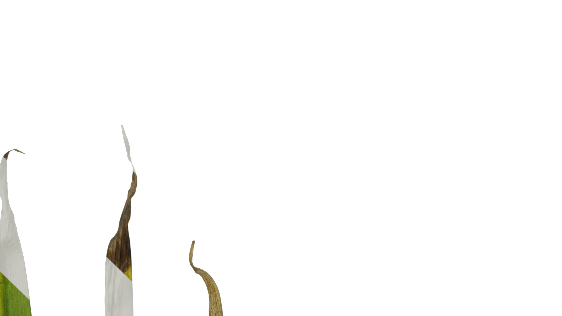 Anydrafts Iris confusa Leaf 03 Texture_1