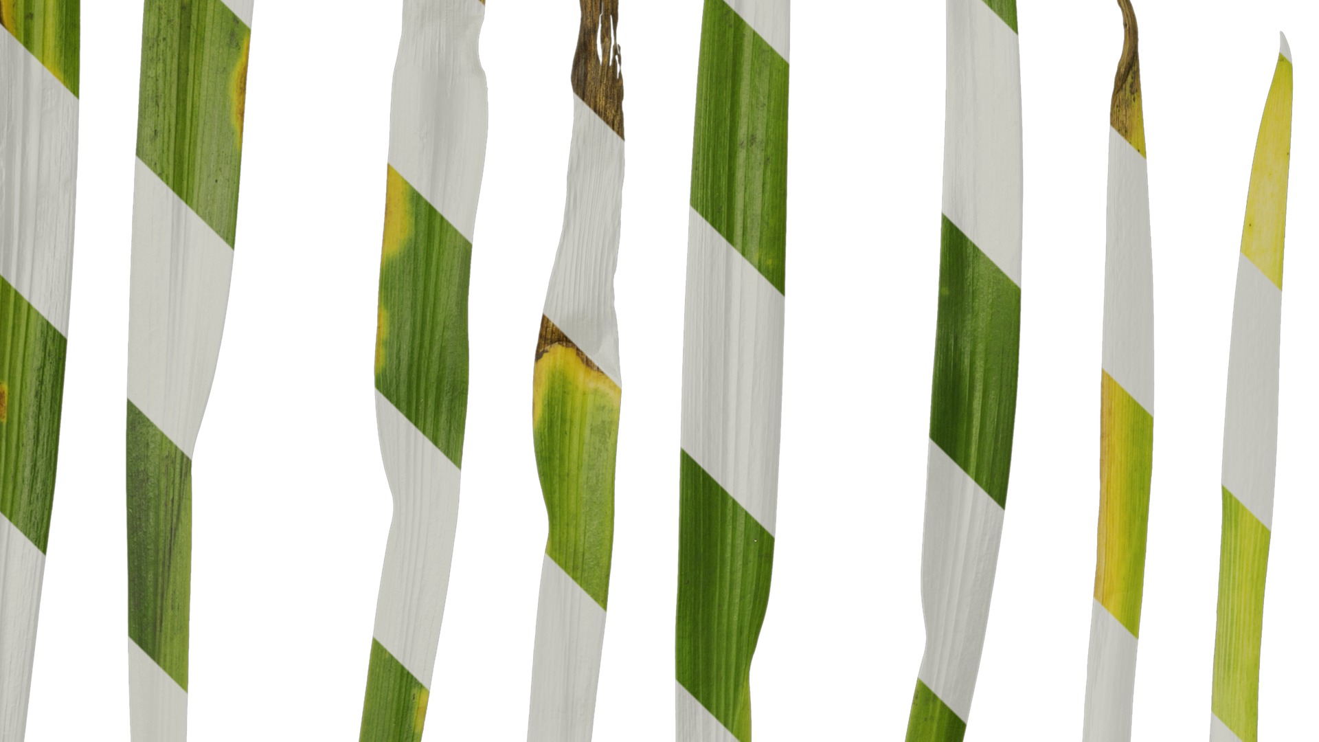 Anydrafts Iris confusa Leaf 03 Texture_5