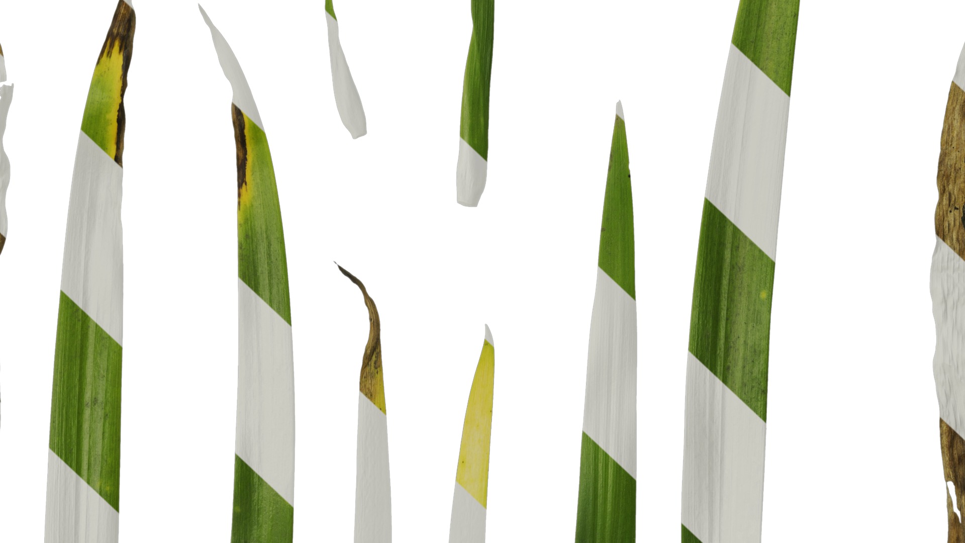 Anydrafts Iris confusa Leaf 03 Texture_7