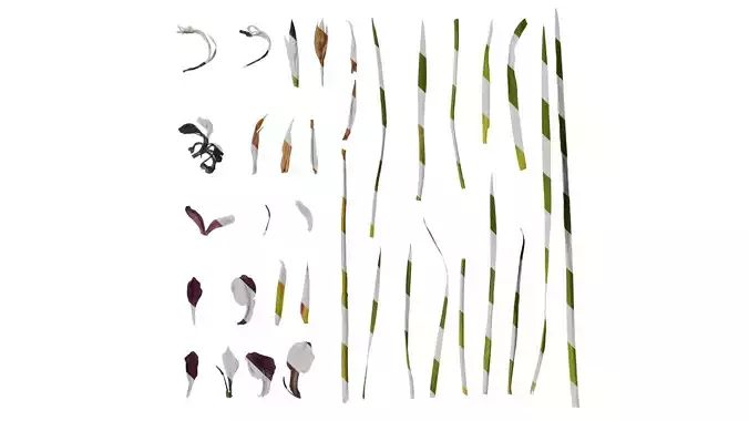 Anydrafts Iris sanguinea Atlas 03