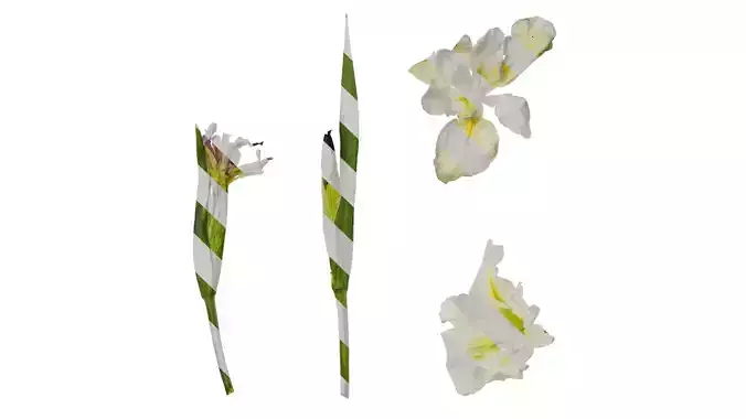 Anydrafts Iris tectorum Atlas 08