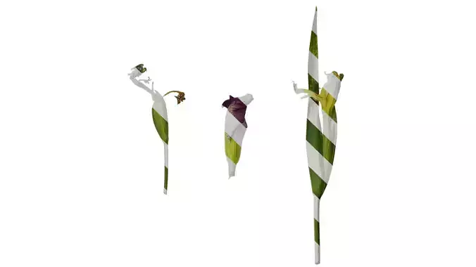 Anydrafts Iris tectorum Atlas 09