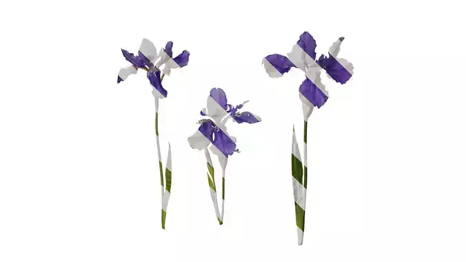 Anydrafts Iris tectorum Atlas 10