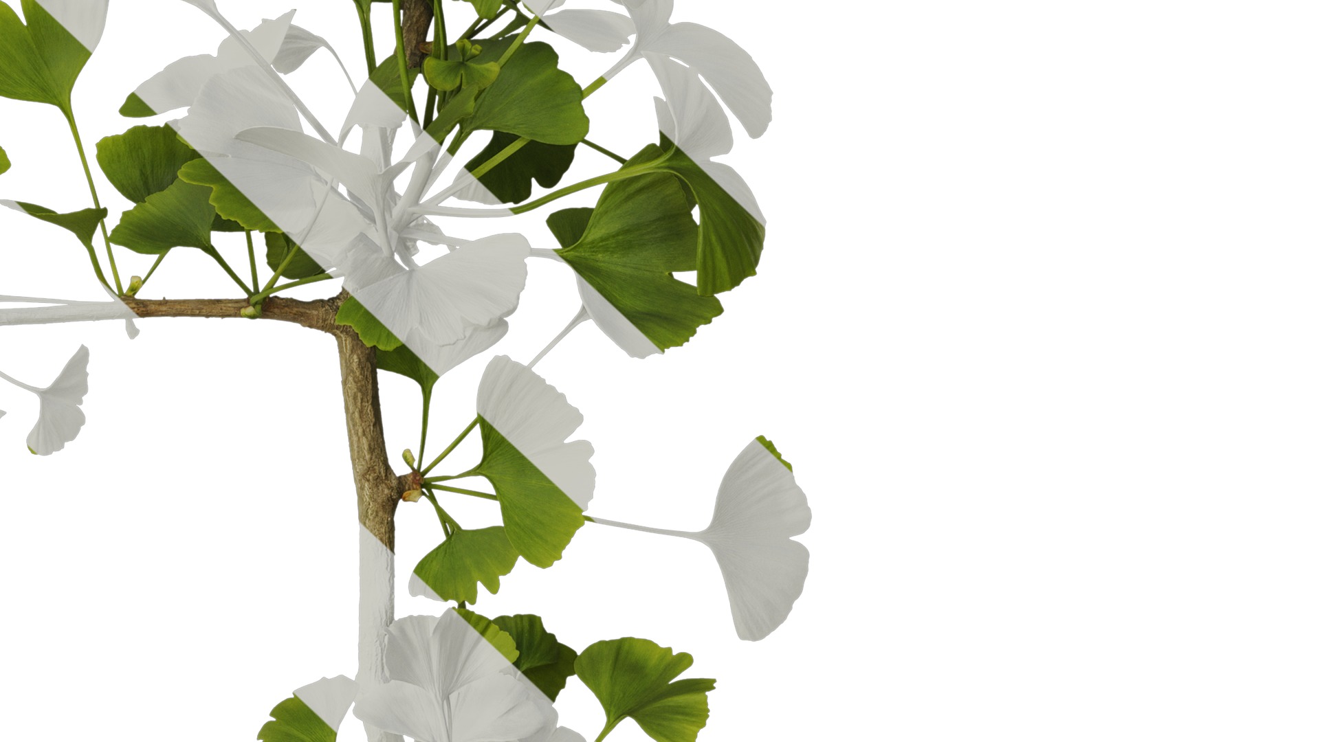 Anydrafts Ginkgo biloba Atlas 07 Texture_6