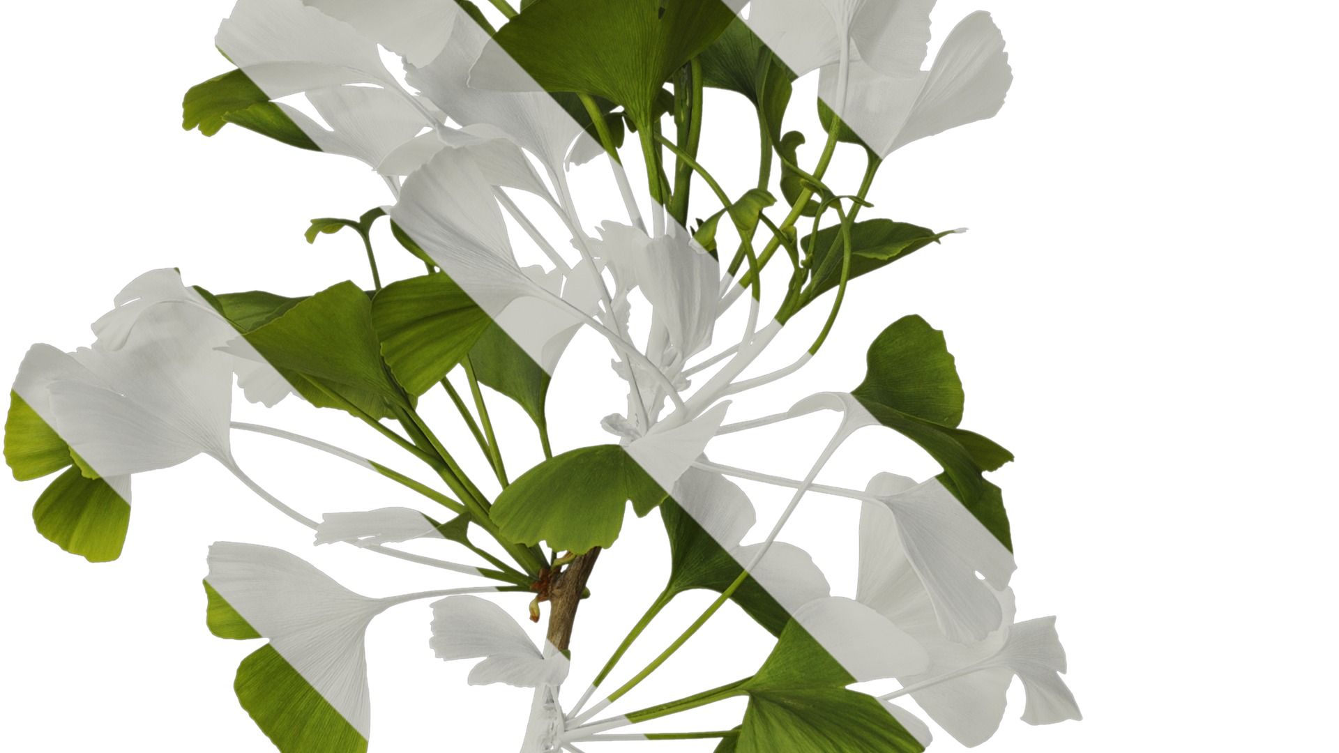 Anydrafts Ginkgo biloba Atlas 07 Texture_2