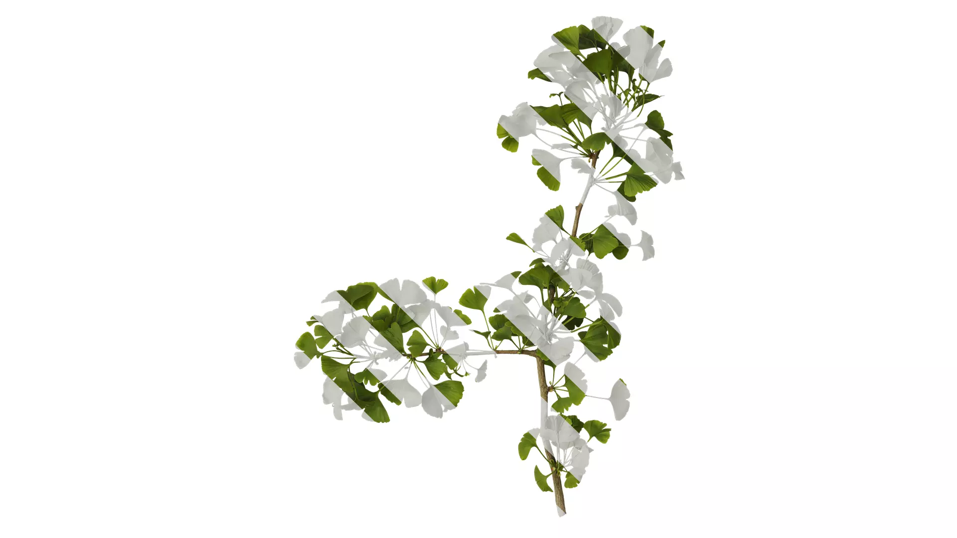 Anydrafts Ginkgo biloba Atlas 07 Texture_0