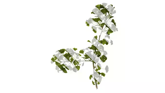 Anydrafts Ginkgo biloba Atlas 07