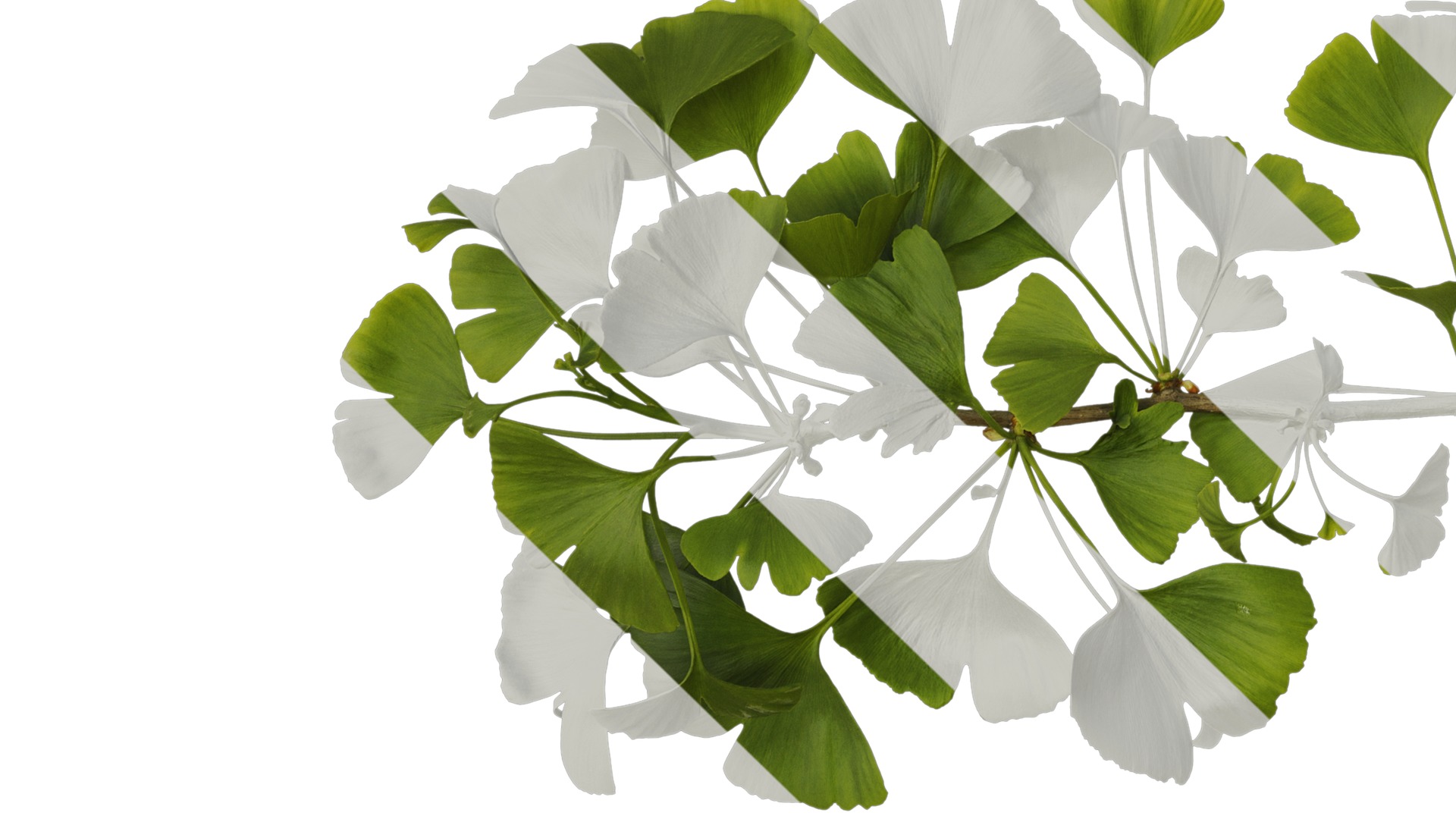 Anydrafts Ginkgo biloba Atlas 07 Texture_5