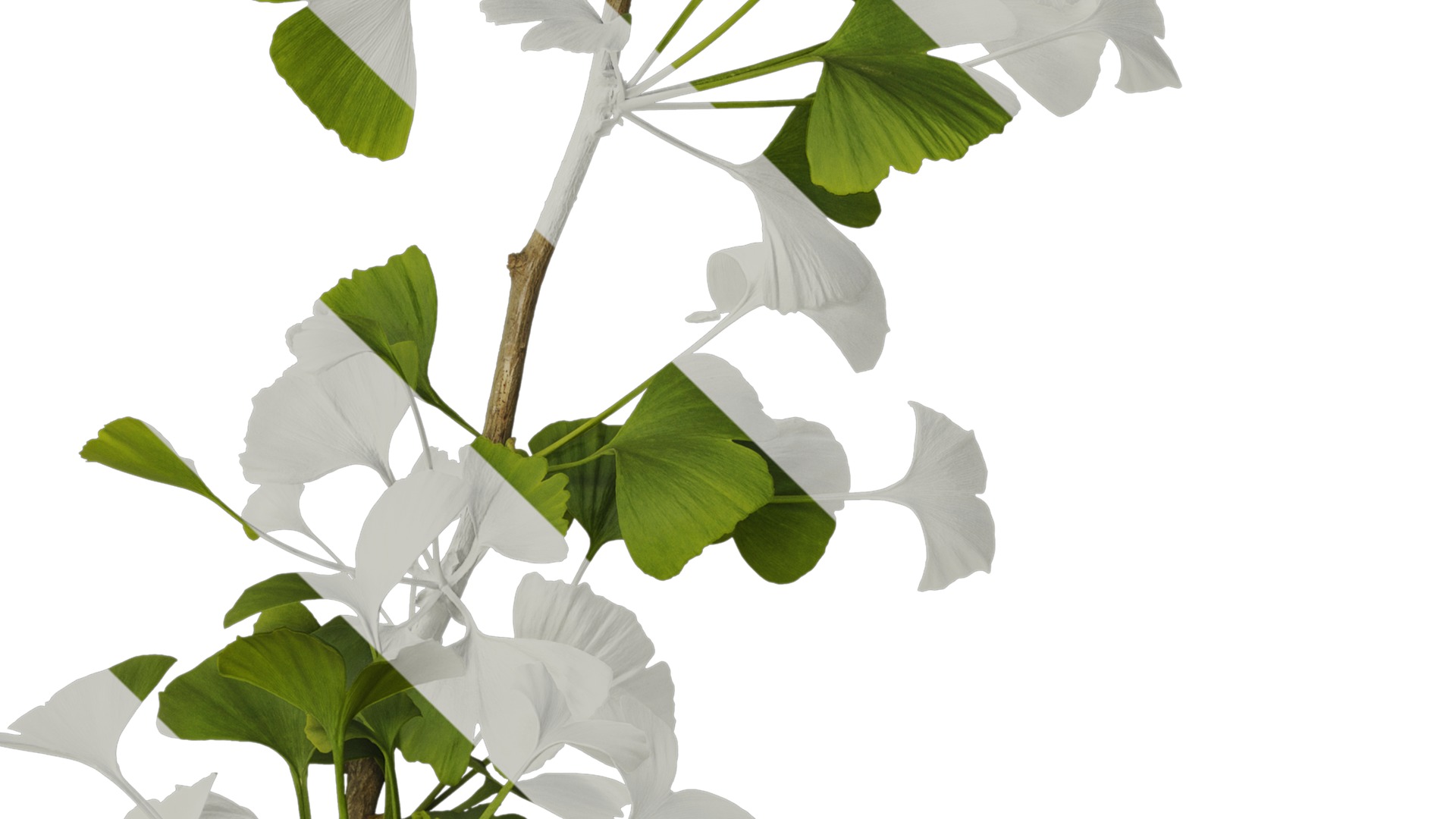 Anydrafts Ginkgo biloba Atlas 07 Texture_4