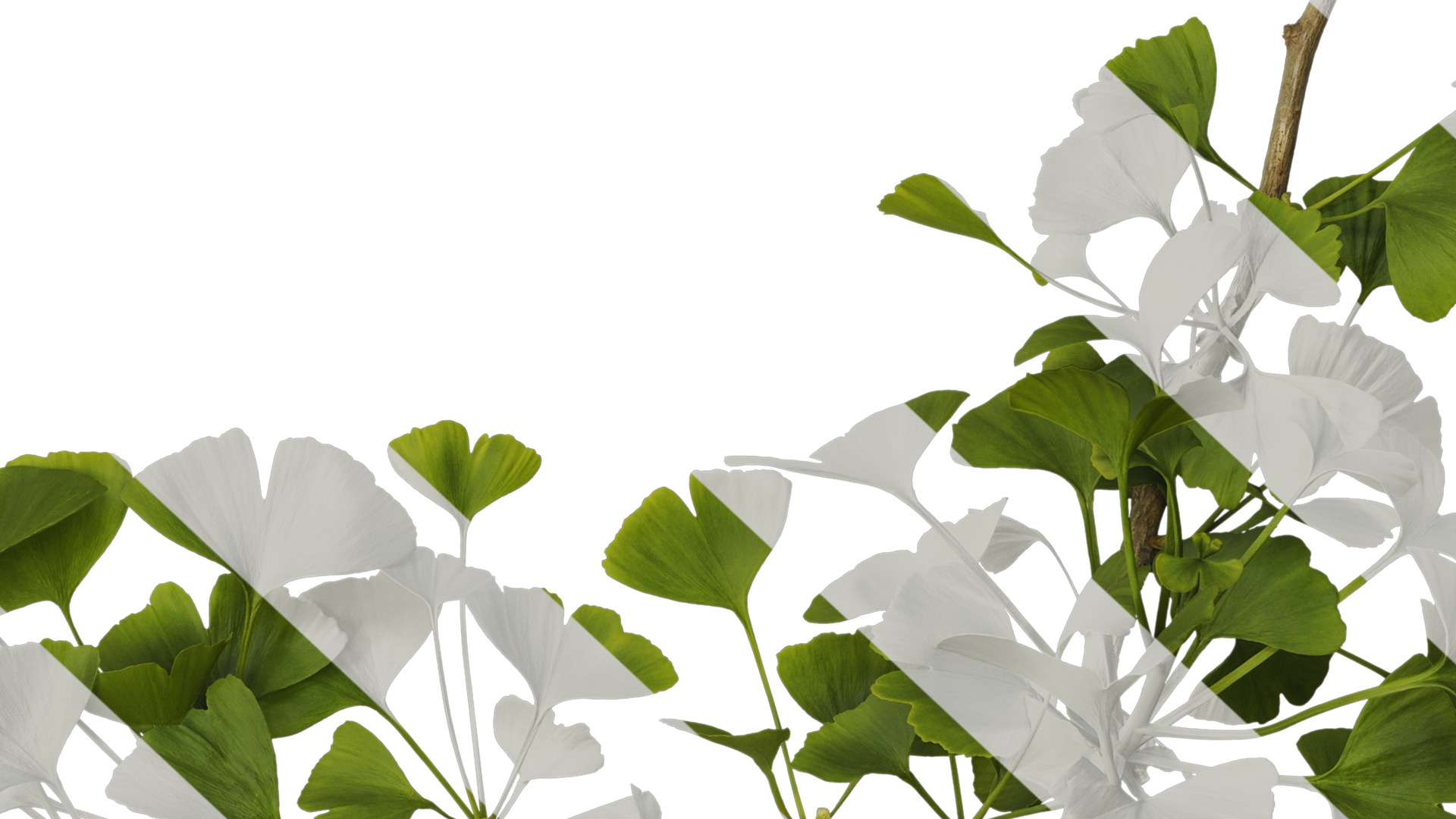 Anydrafts Ginkgo biloba Atlas 07 Texture_7