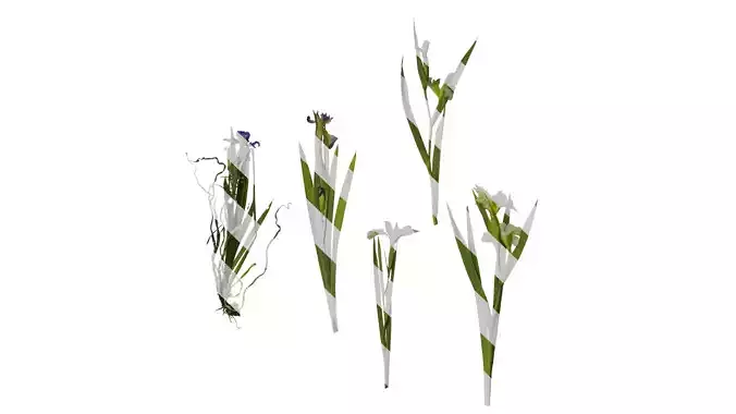 Anydrafts Iris tectorum Atlas 11