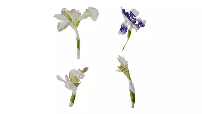 Anydrafts Iris tectorum Flower 05