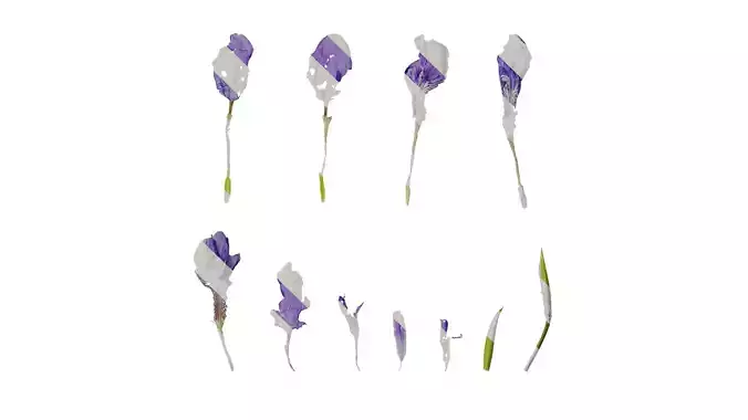 Anydrafts Iris tectorum Flower 07