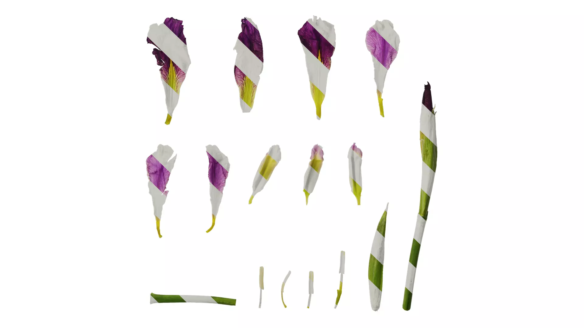 Anydrafts Iris tectorum Flower 08 Texture_0