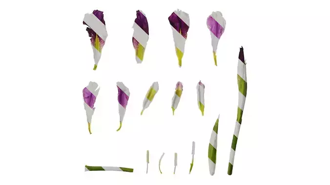 Anydrafts Iris tectorum Flower 08