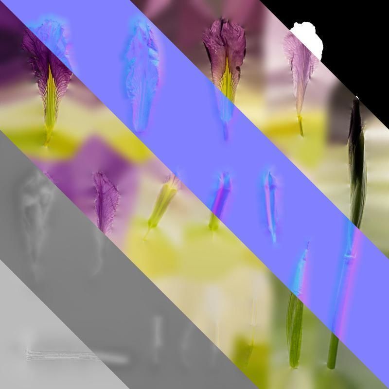 Anydrafts Iris tectorum Flower 08 Texture_8