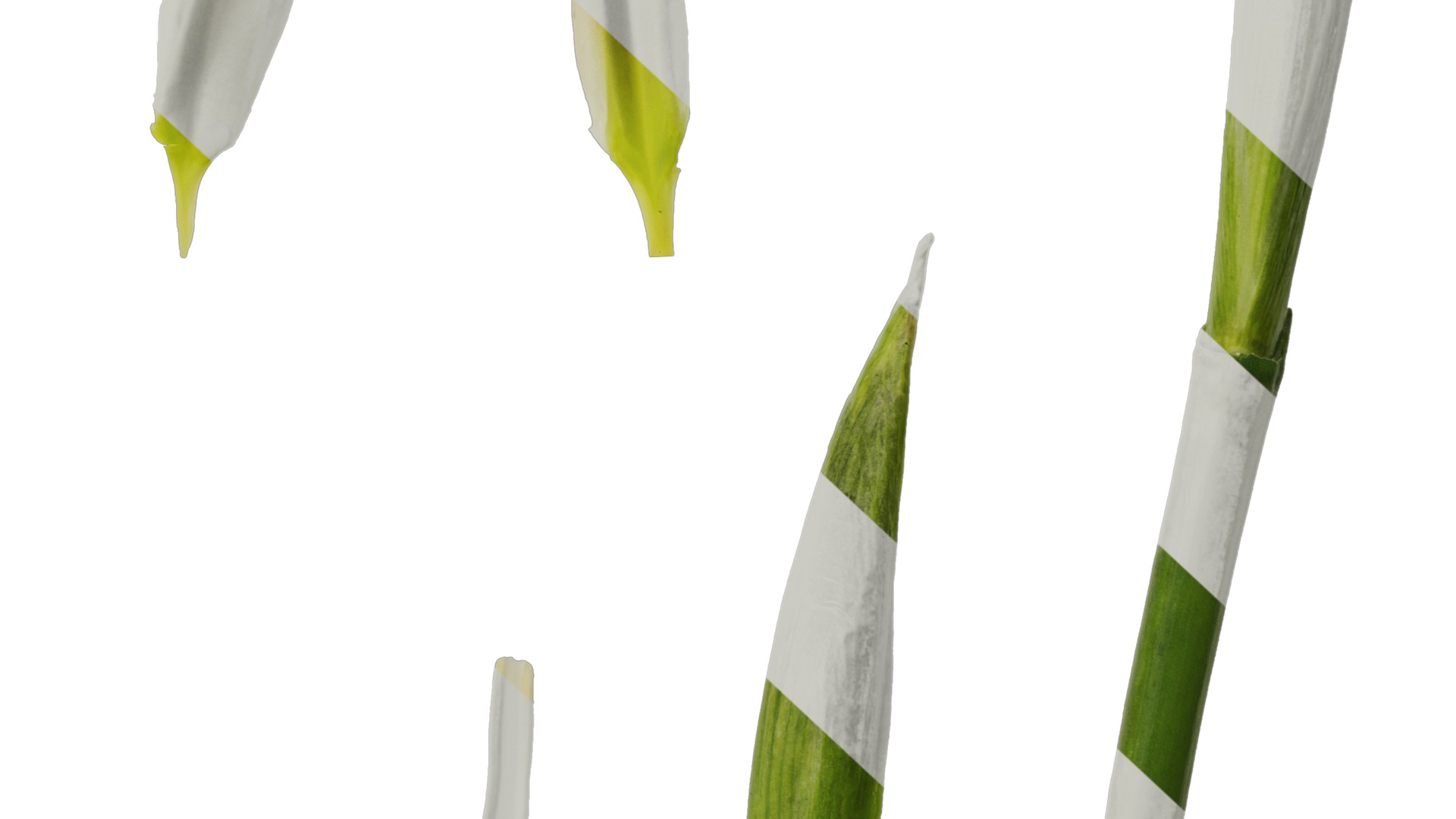 Anydrafts Iris tectorum Flower 08 Texture_6