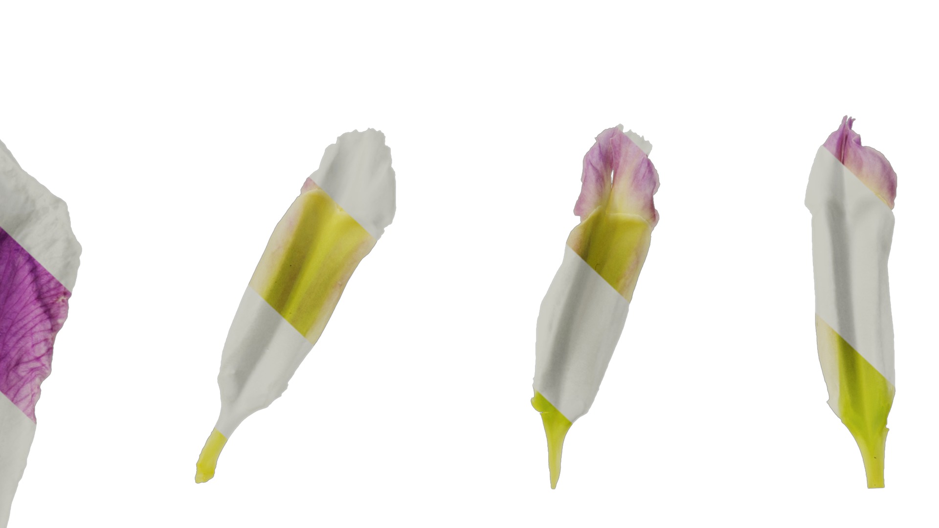 Anydrafts Iris tectorum Flower 08 Texture_7