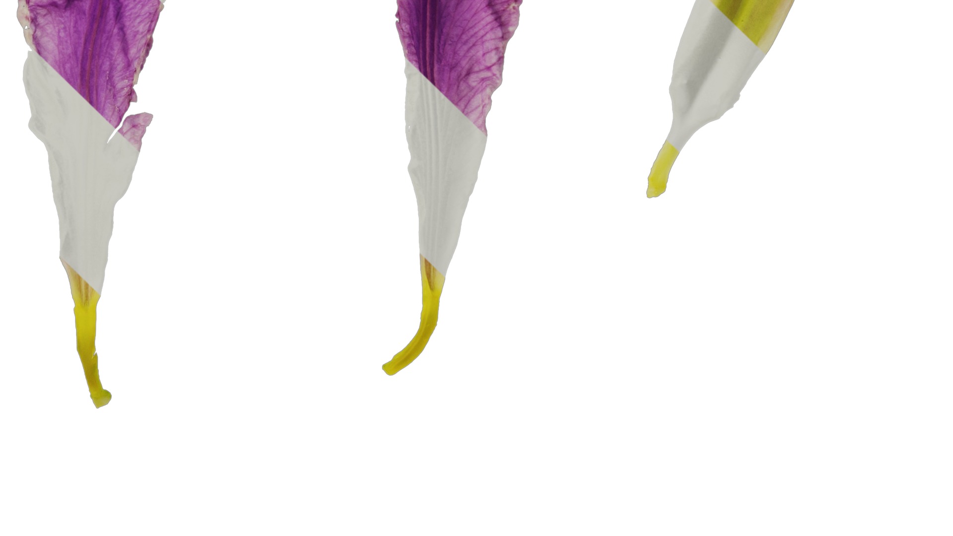 Anydrafts Iris tectorum Flower 08 Texture_5