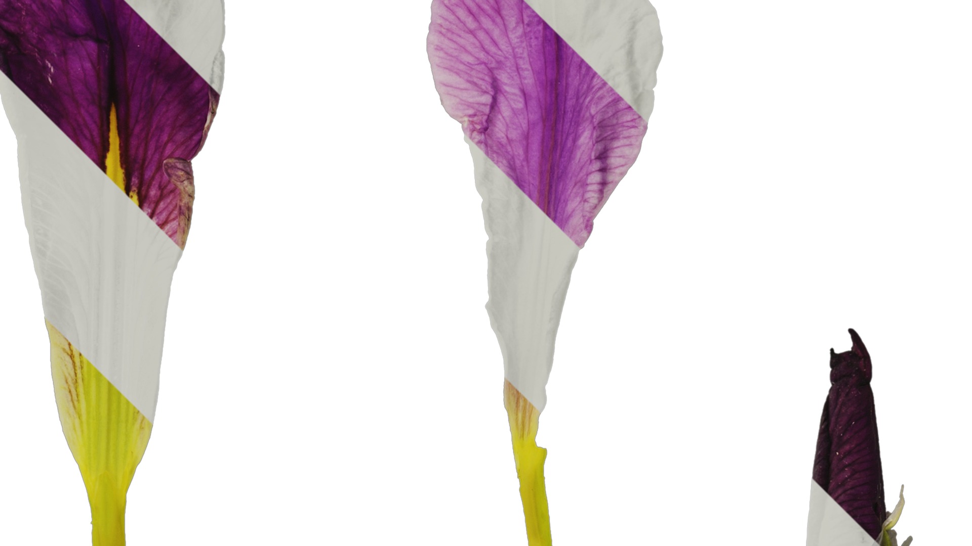 Anydrafts Iris tectorum Flower 08 Texture_2