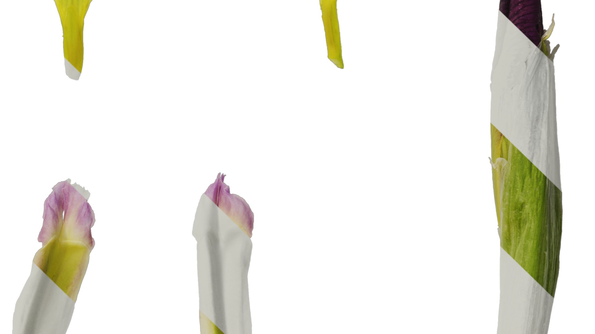 Anydrafts Iris tectorum Flower 08 Texture_4