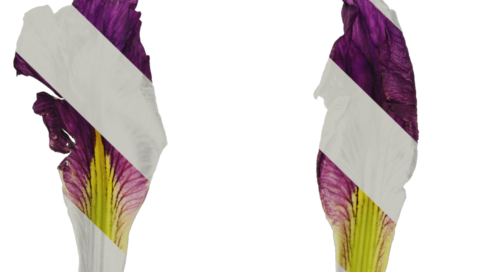 Anydrafts Iris tectorum Flower 08 Texture_1