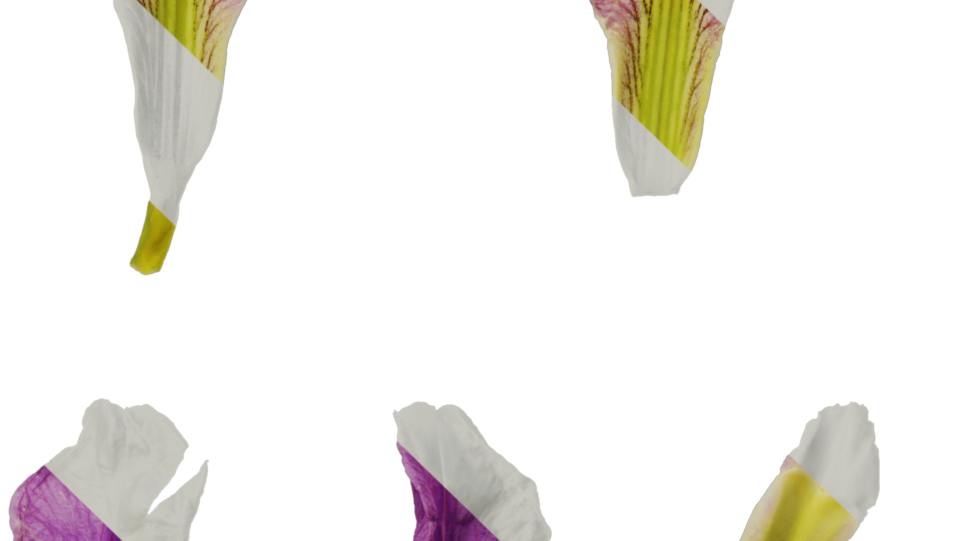 Anydrafts Iris tectorum Flower 08 Texture_3