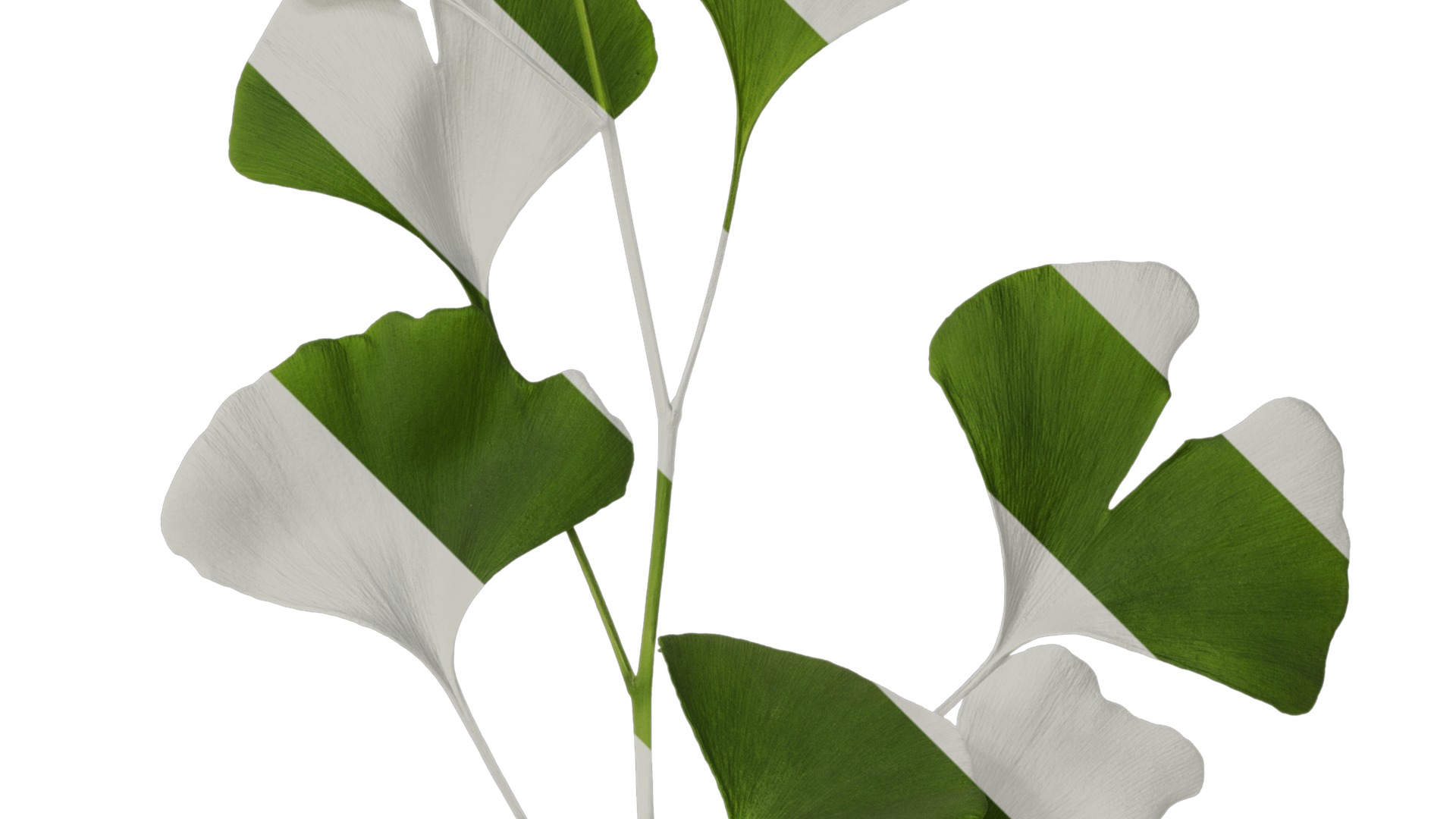 Anydrafts Ginkgo biloba Atlas 10 Texture_2