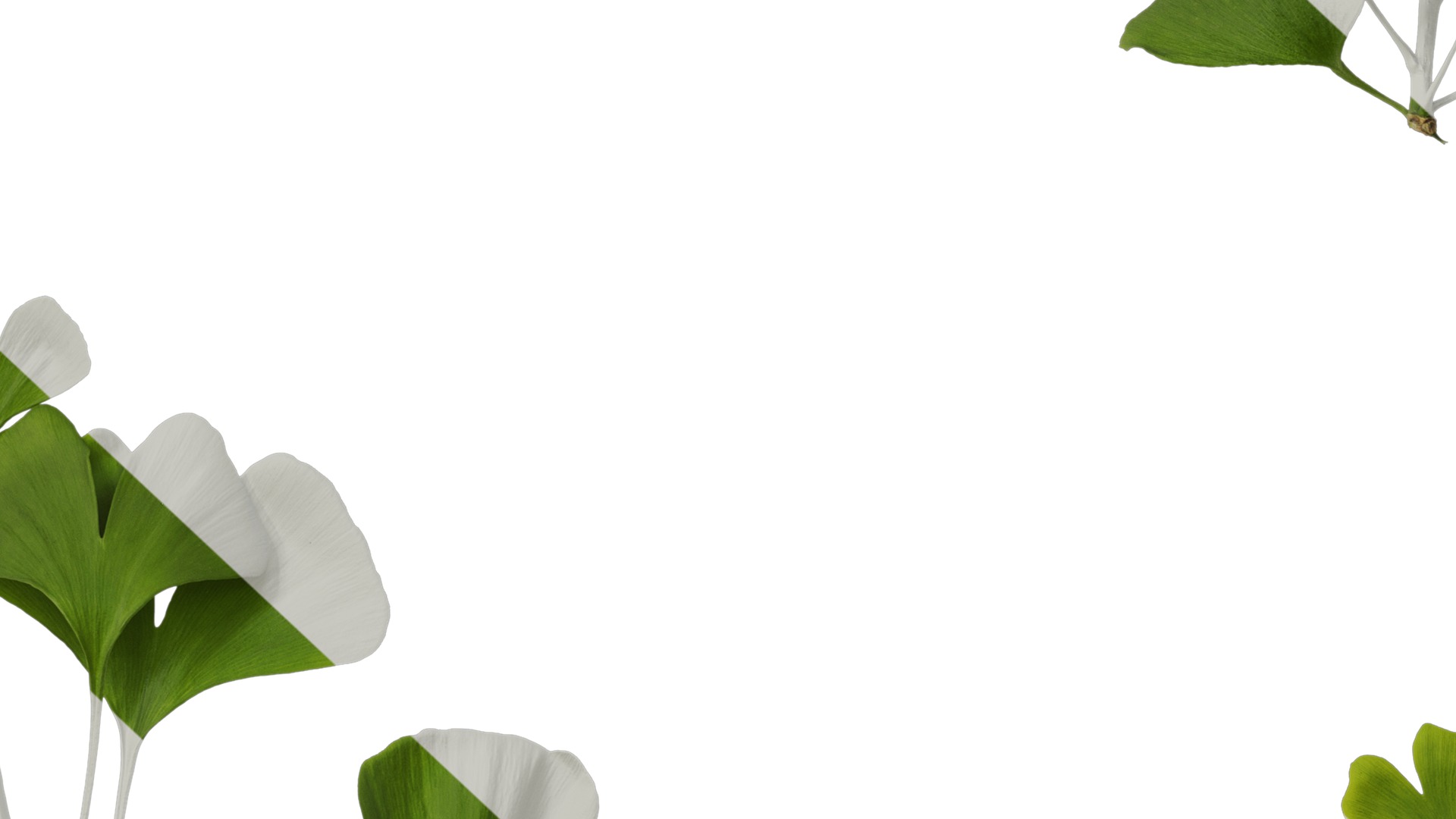 Anydrafts Ginkgo biloba Atlas 10 Texture_7