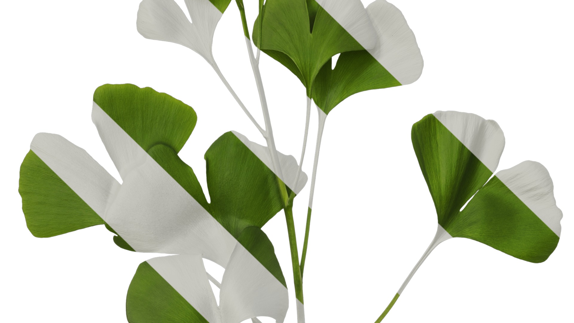 Anydrafts Ginkgo biloba Atlas 10 Texture_5