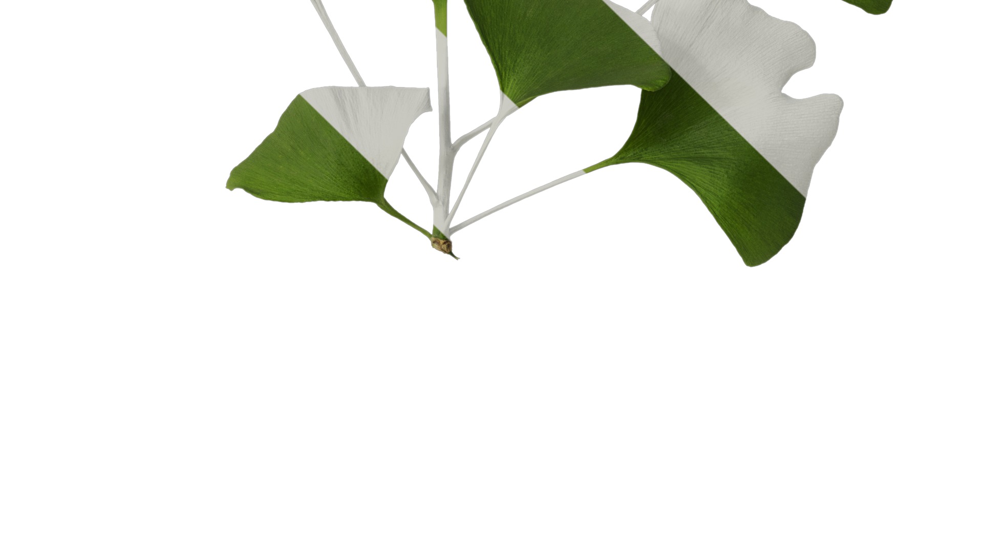 Anydrafts Ginkgo biloba Atlas 10 Texture_4