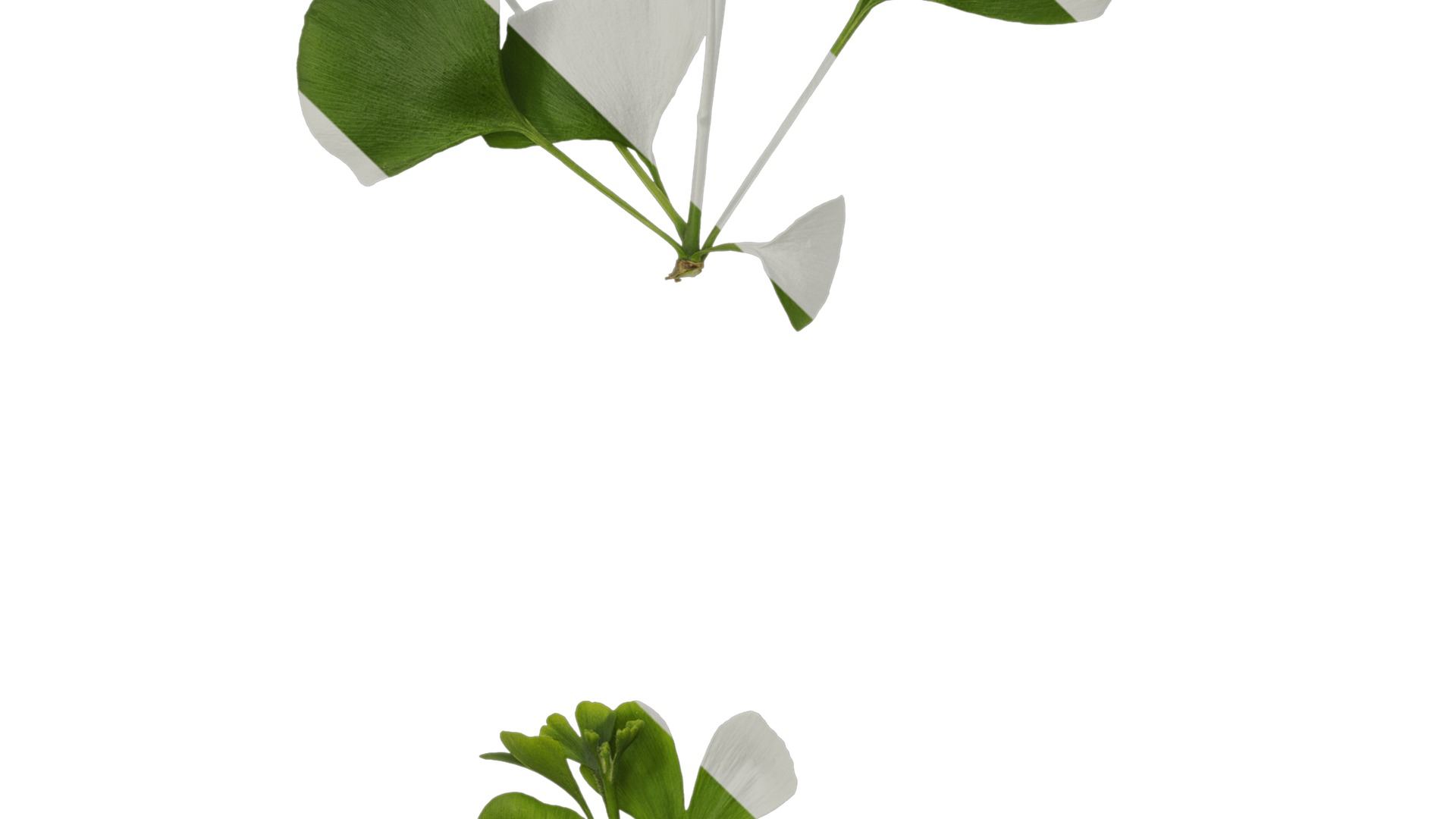 Anydrafts Ginkgo biloba Atlas 10 Texture_3