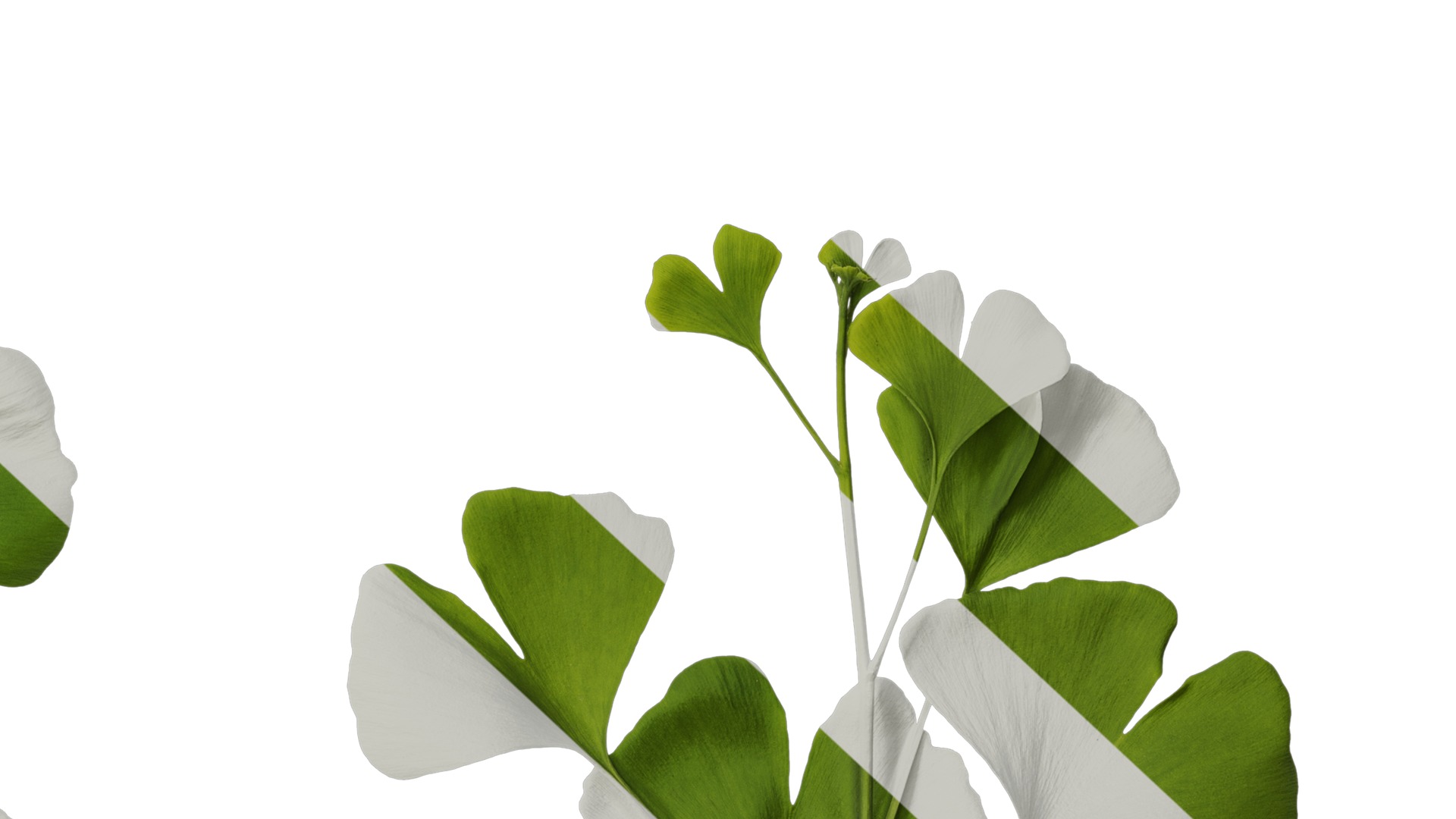 Anydrafts Ginkgo biloba Atlas 10 Texture_6