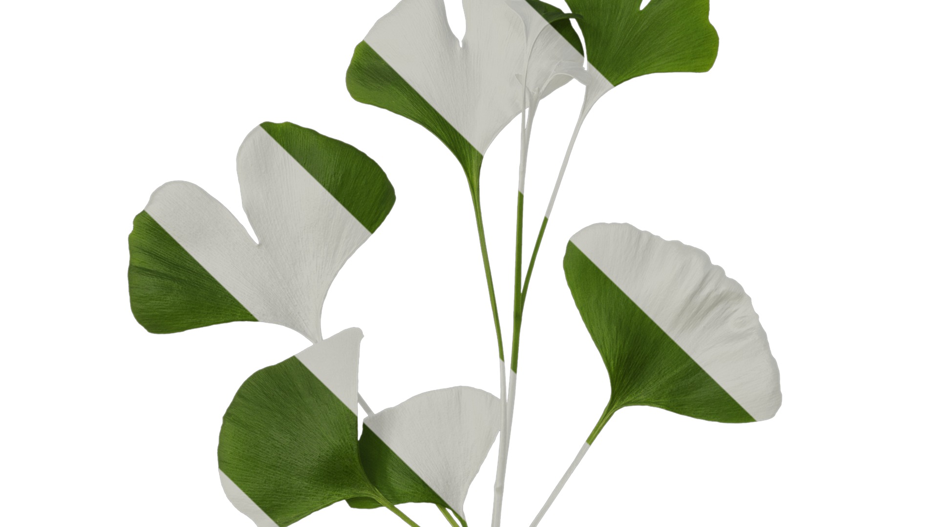 Anydrafts Ginkgo biloba Atlas 10 Texture_1