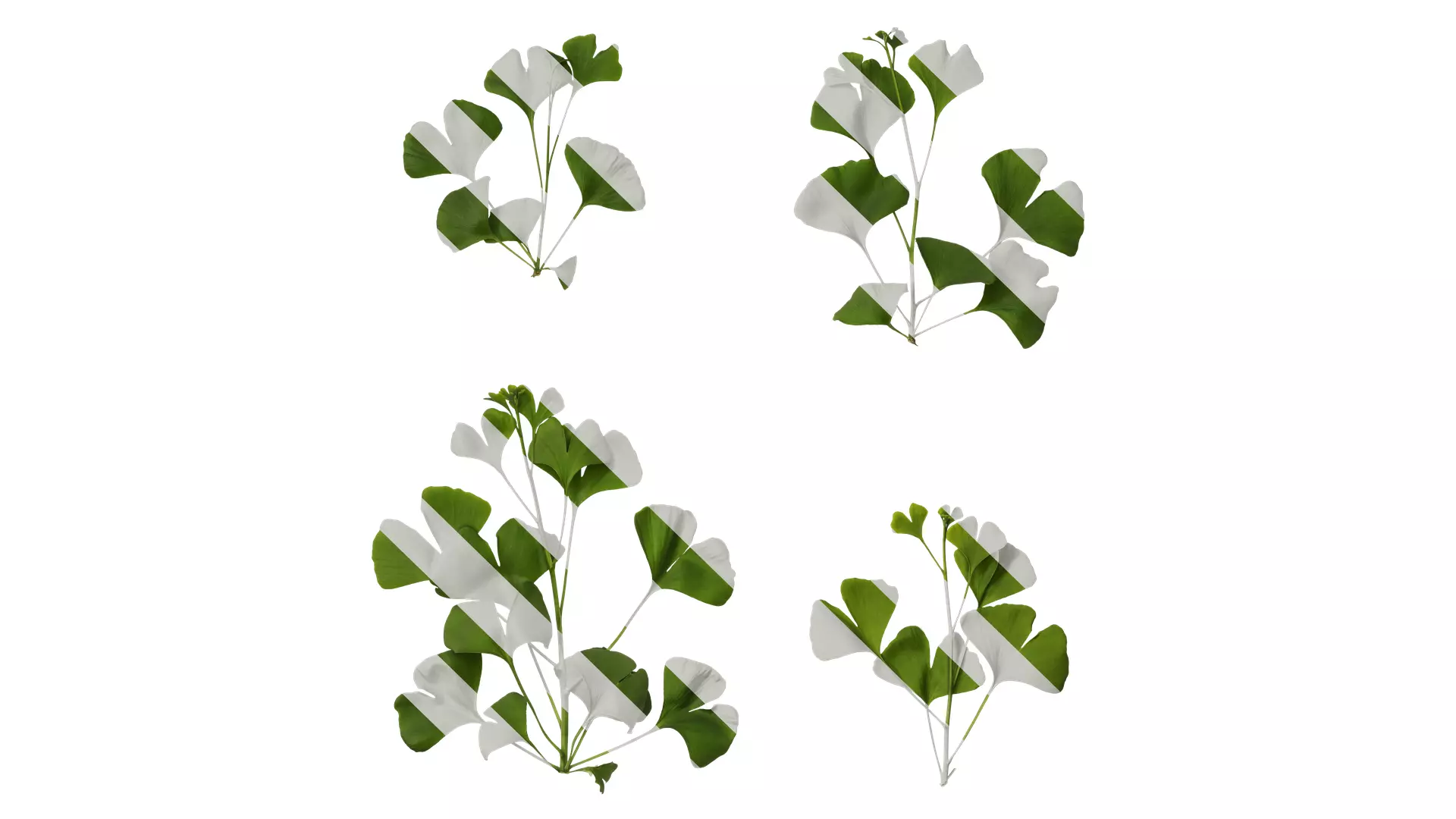 Anydrafts Ginkgo biloba Atlas 10 Texture_0