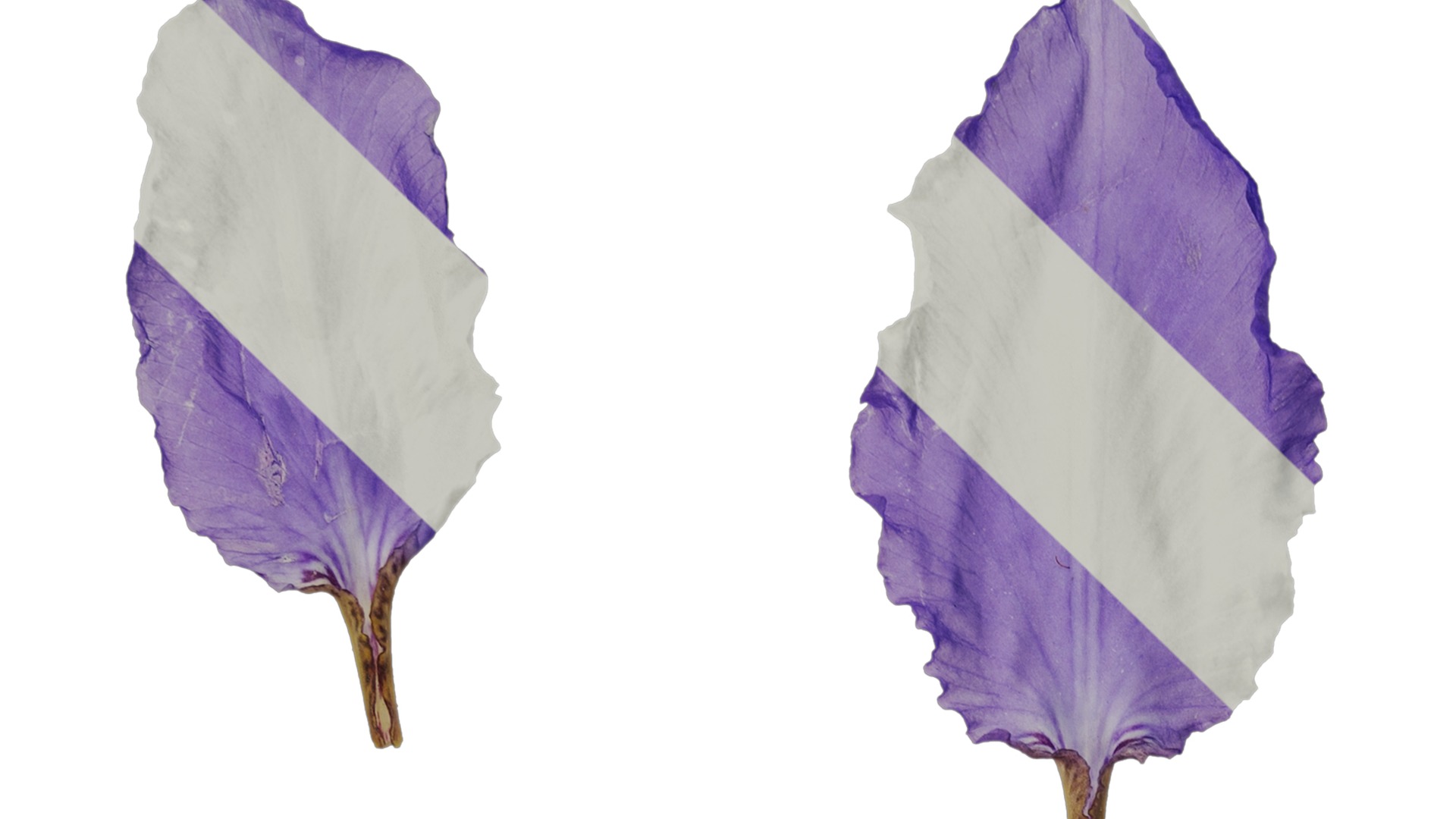 Anydrafts Iris tectorum Flower 10 Texture_1