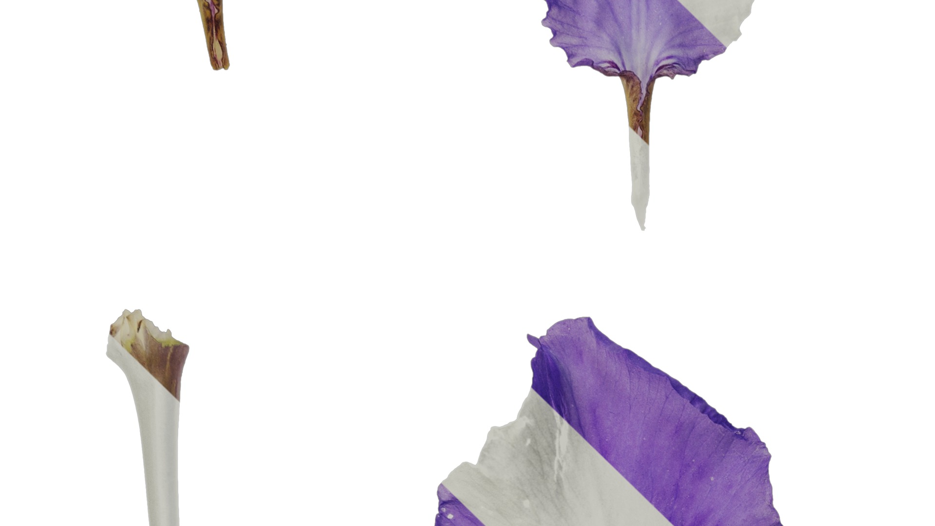 Anydrafts Iris tectorum Flower 10 Texture_3