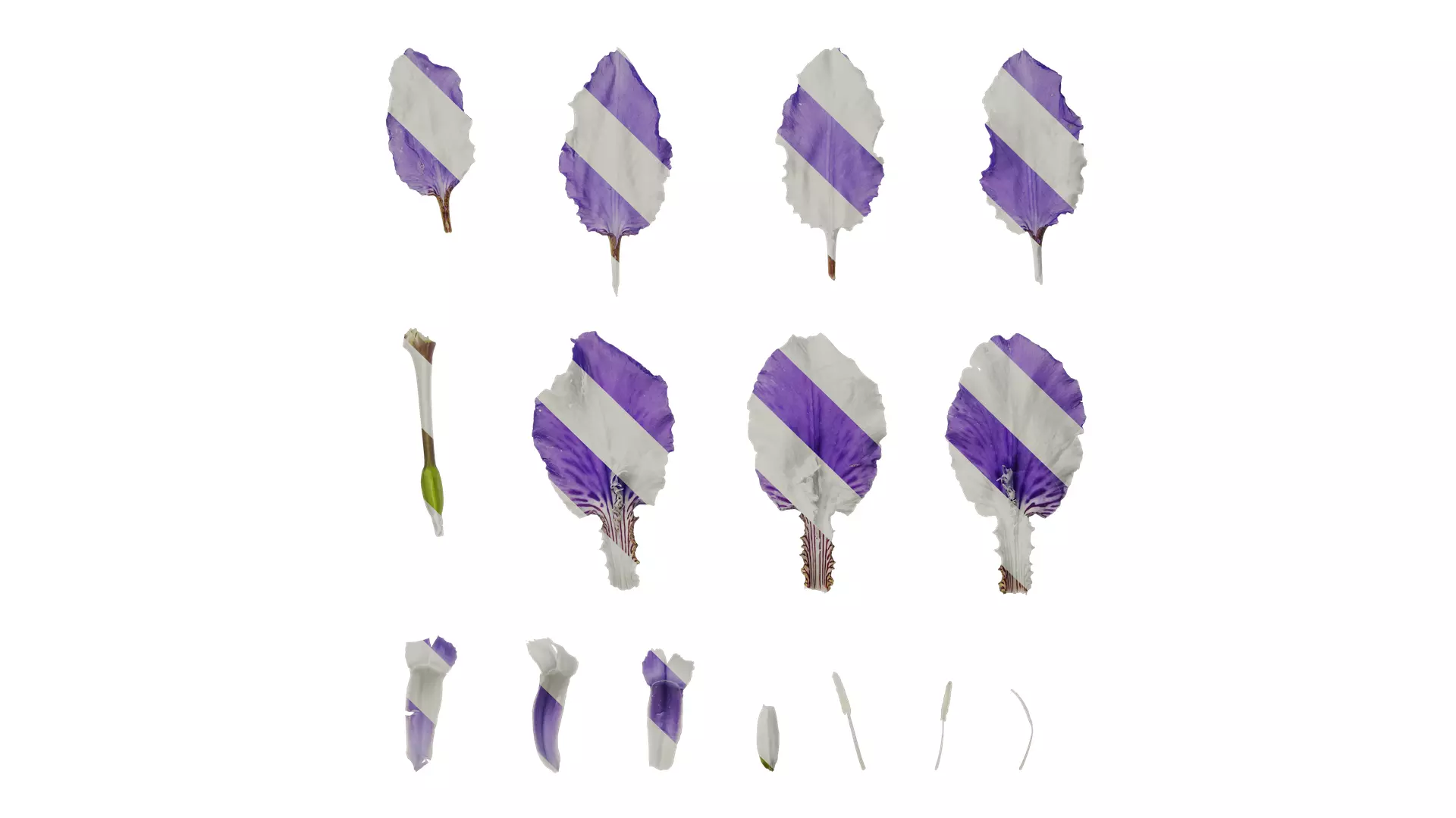 Anydrafts Iris tectorum Flower 10 Texture_0