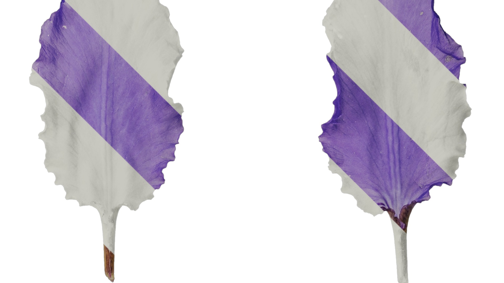 Anydrafts Iris tectorum Flower 10 Texture_2