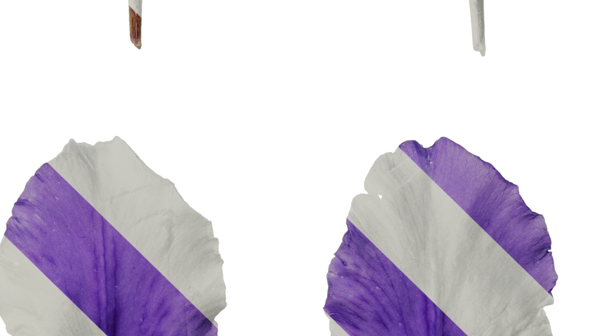 Anydrafts Iris tectorum Flower 10 Texture_4