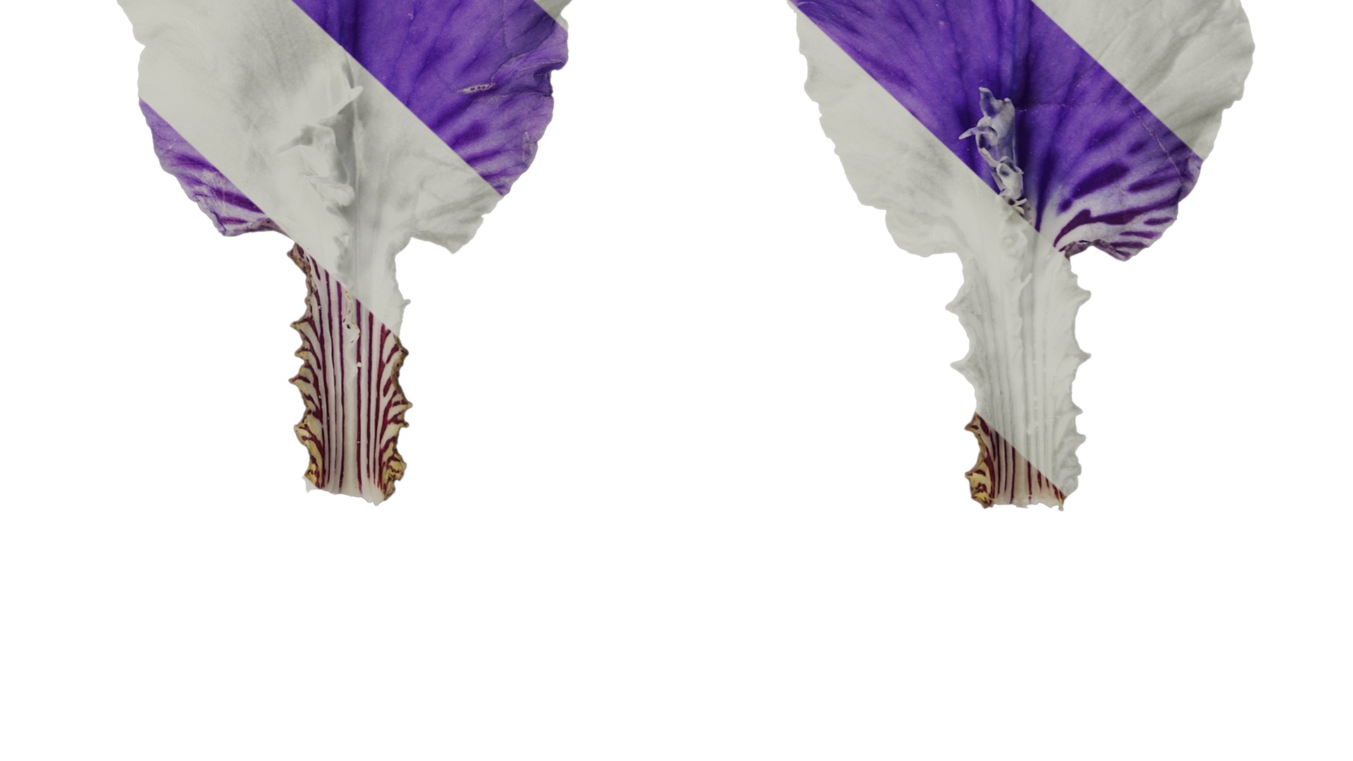 Anydrafts Iris tectorum Flower 10 Texture_6