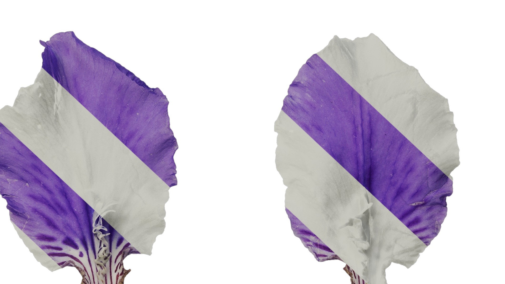 Anydrafts Iris tectorum Flower 10 Texture_7