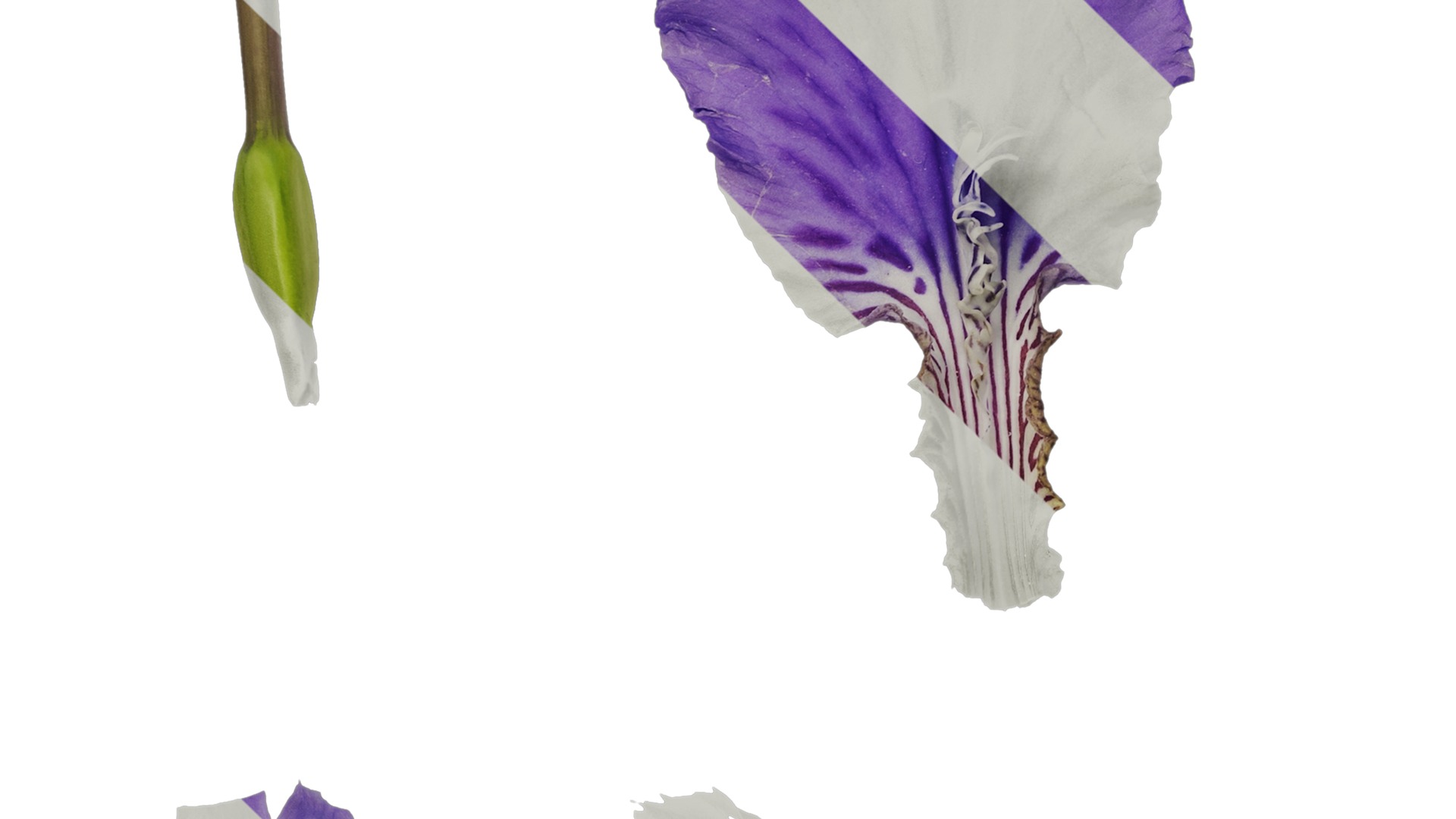 Anydrafts Iris tectorum Flower 10 Texture_5